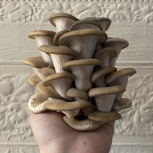 Holding a flush of oyster mushrooms grown from a Myqo oyster mushroom grow kit