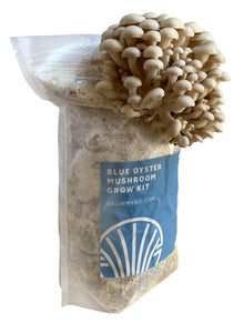 Myqo mushroom kit with oyster mushrooms fruiting and growing at home