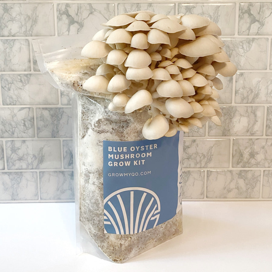 Growing oyster mushrooms at home on your counter from a Myqo oyster mushroom grow kit